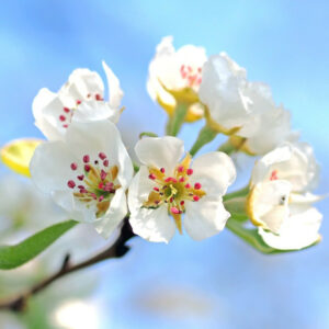 Blüte einer Apfelbaum Baumhoroskop Lebensmusik
