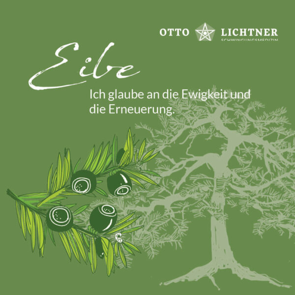 Cover von Eibe Baumhoroskop Lebensmusik in Verbindung mit der keltischen Mythologie