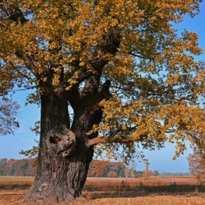 Baumansicht einer Eiche Baumhoroskop Lebensmusik in Verbindung mit der keltischen Mythologie