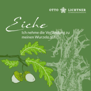 Cover von Eiche Baumhoroskop Lebensmusik in Verbindung mit der keltischen Mythologie