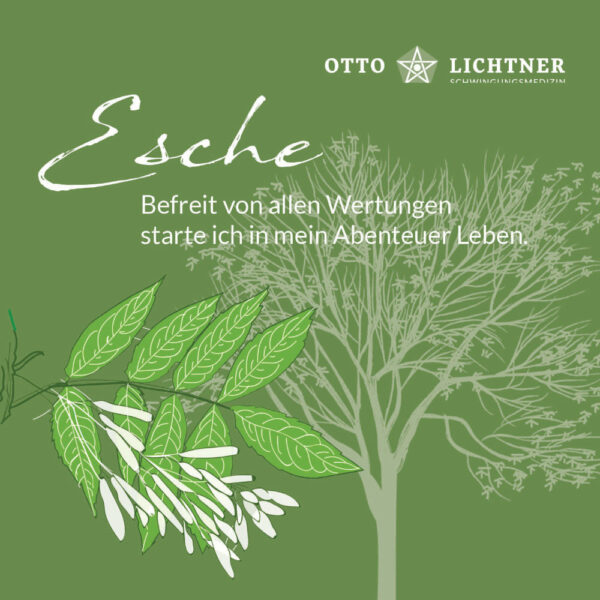 Cover von Esche Baumhoroskop Lebensmusik in Verbindung mit der keltischen Mythologie