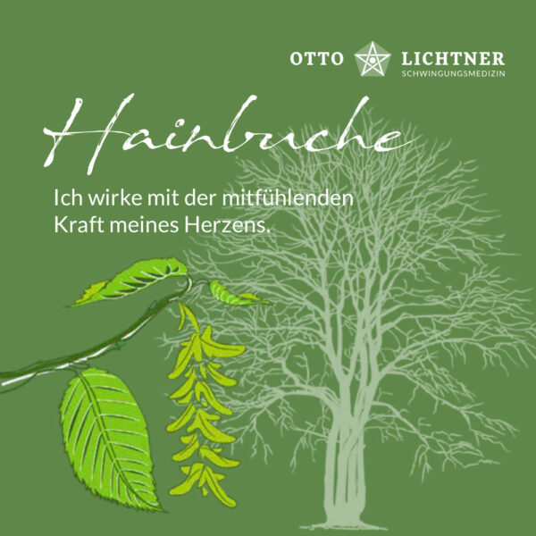 Cover von Hainbuche Baumhoroskop Lebensmusik in Verbindung mit der keltischen Mythologie