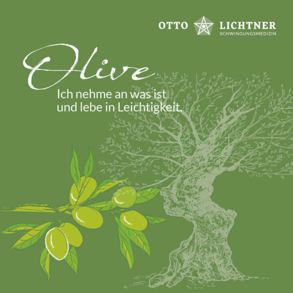 Cover von Olivenbaum Baumhoroskop Lebensmusik in Verbindung mit der keltischen Mythologie