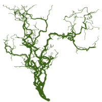 Baum Silhouette einer Haselnuss Baumhoroskop Lebensmusik