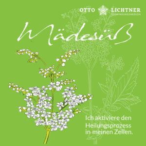 Cover von Mädesüß in Verbindung mit der Pflanzen Lebensmusik von Otto Lichtner